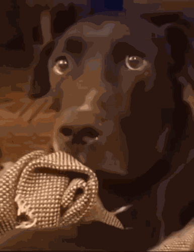 Dog What GIF