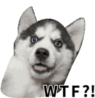 Dog Wtf Sticker