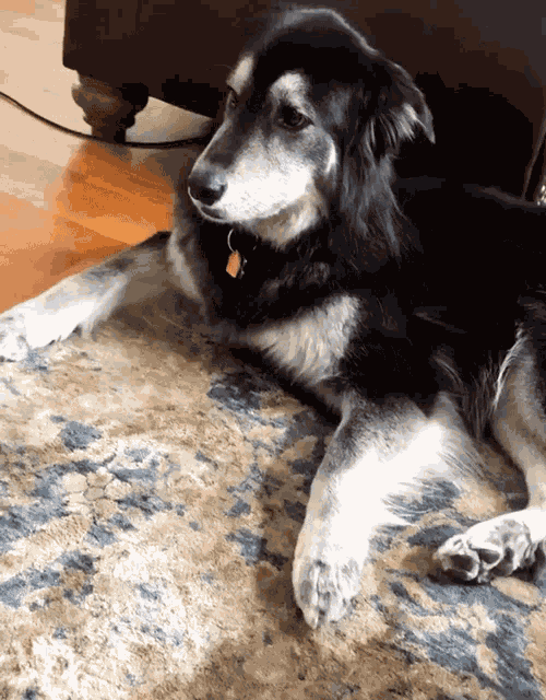 Dog Yawn GIF