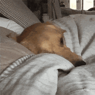 Dog Yawn GIF