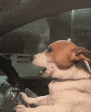 Dog Yawning In Car GIF