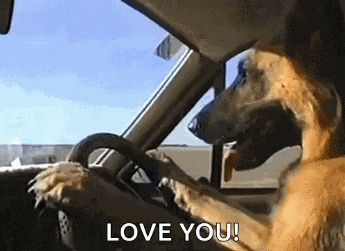 Dogdriv Driving GIF