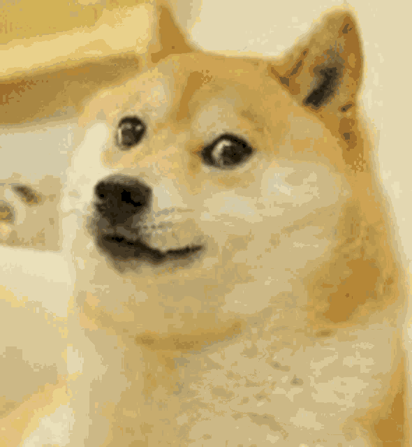 Doge Doge Coin GIF