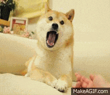 Doge Own The Doge GIF