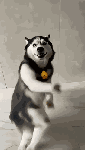 Dogesh Dance Dogesh Dance Husky GIF