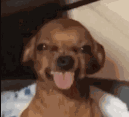 Doggie GIF