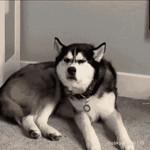 Doggo Annoyed GIF GIF