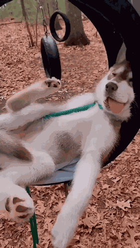 Doggo Doggy GIF