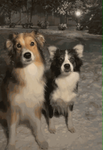 Doghugs Group Hug GIF