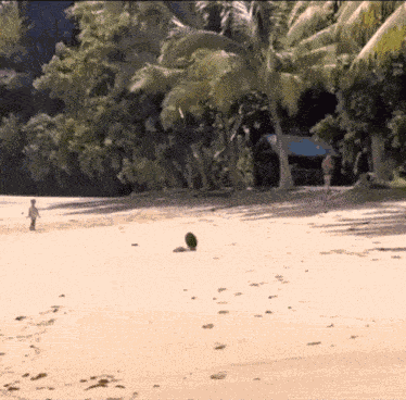 Dogs Beach GIF