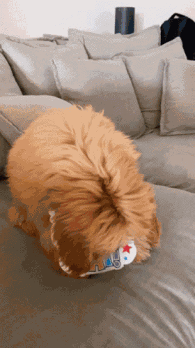 Dogs GIF