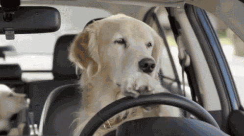 Dogs Car GIF