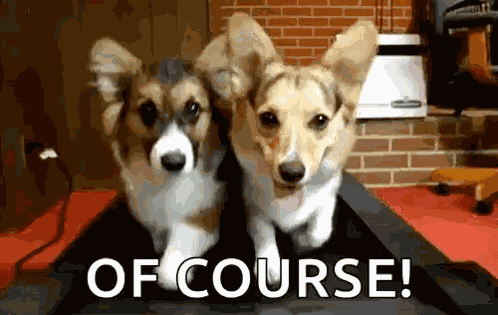 Dogs Corgi GIF