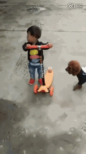 Dogs Cute GIF