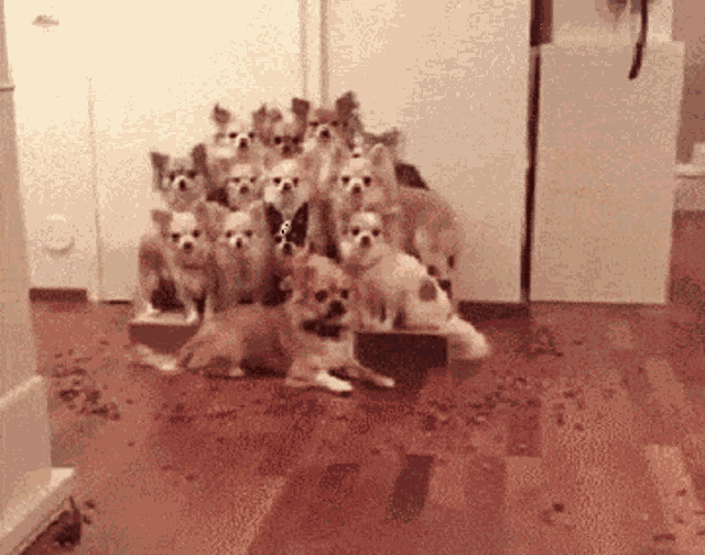 Dogs Dog Team GIF