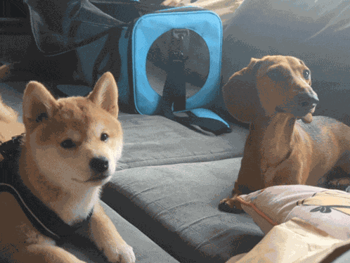 Dogs Doggo GIF