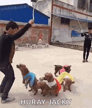 Dogs Funny GIF