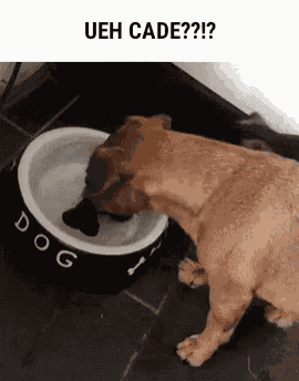 Dogs He Just Wants The Bone GIF