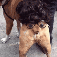 Dogs Hot GIF
