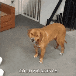 Dogs Playing GIF