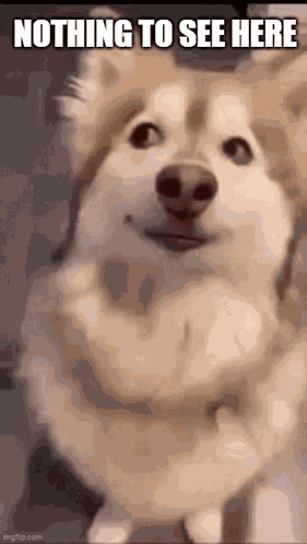 Dogs GIF