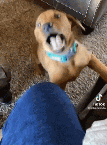 Dogtiktok Dogbite GIF