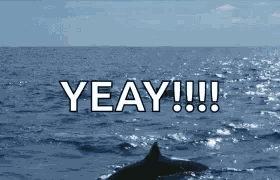 Dolphin Cetacean GIF
