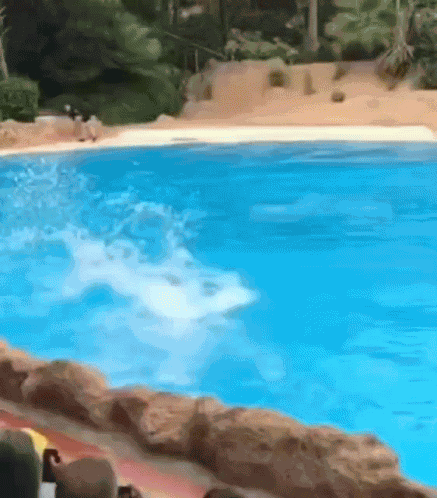 Dolphin Griddy GIF