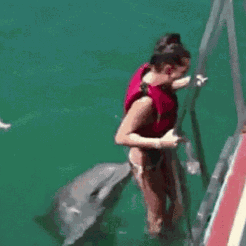 Dolphin Naughty Dolphin GIF