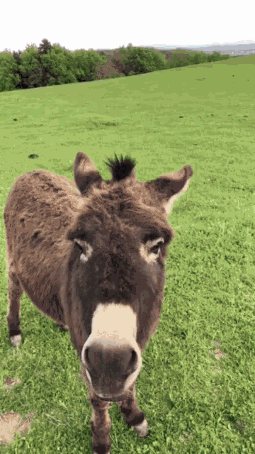 Donkey Cute GIF