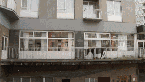 Donkey Lola Living On Balcony In Saint-josse, Belgium GIF