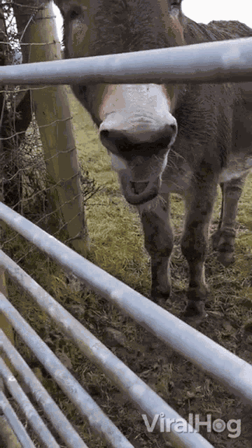 Donkey Opens Mouth Viralhog GIF