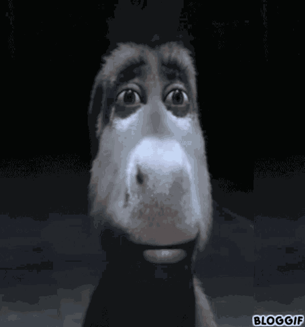 Donkey Shrek Donkey GIF