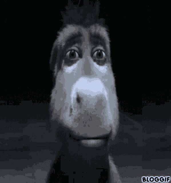 Donkey Stare GIF