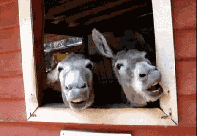 Donkeys Donkeycrew GIF