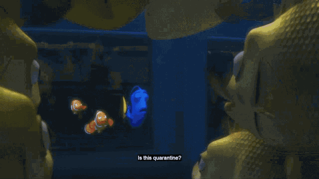 Dory Dori GIF