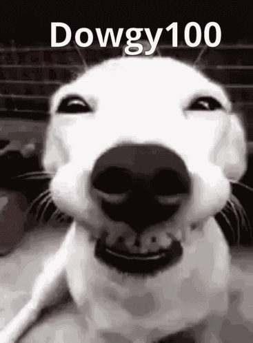 Dowgy100 Dowgy Dog GIF