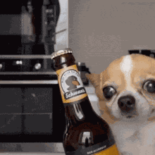 Drink Dog GIF
