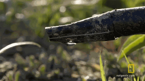 Drop Of Water Water Drop GIF