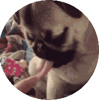 Drunk Pug Sticker