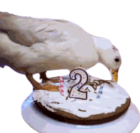 Duck Cake Sticker