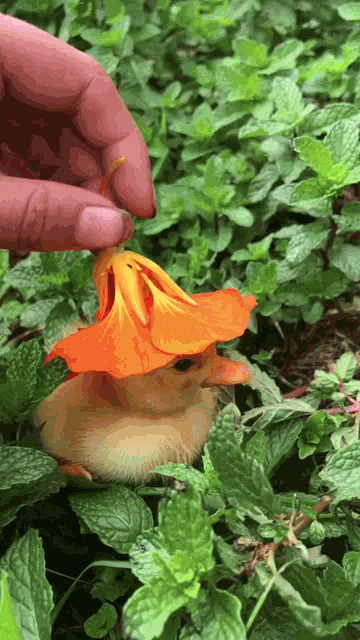 Duck Cute GIF