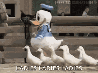 Duck Donald Duck GIF