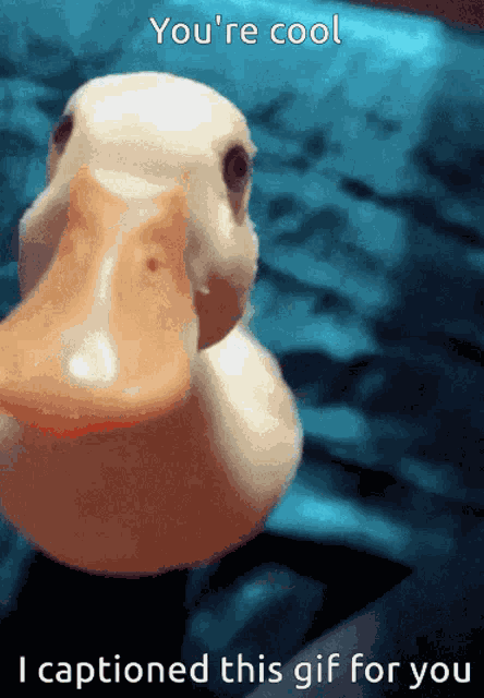 Duck Ducky GIF
