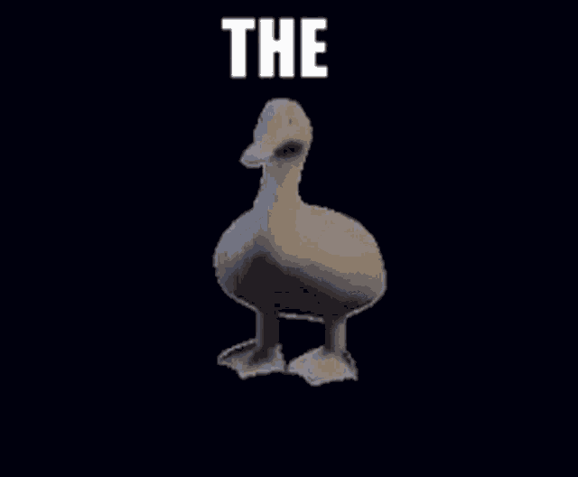 Duck Rotate GIF