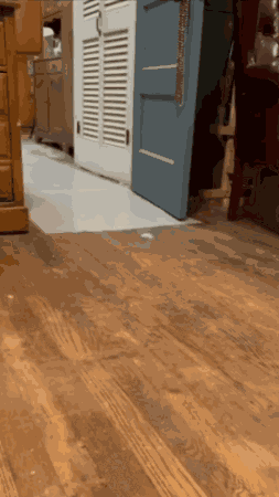 Duck Running Back GIF