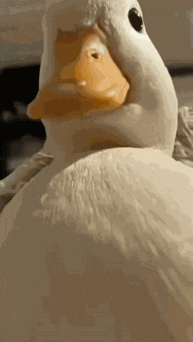 Duck Sigma Duck GIF