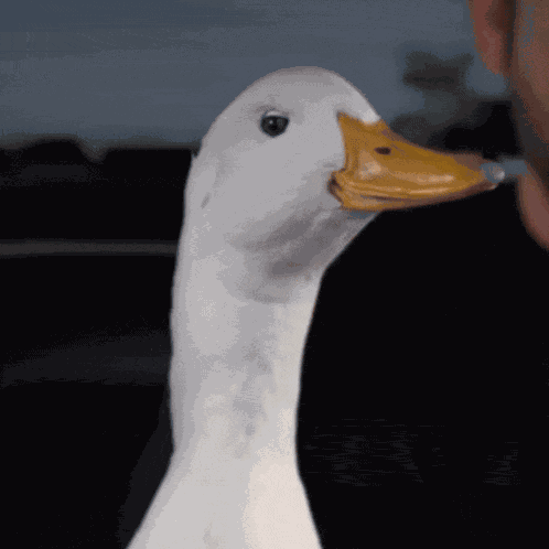 Duck What Was That GIF