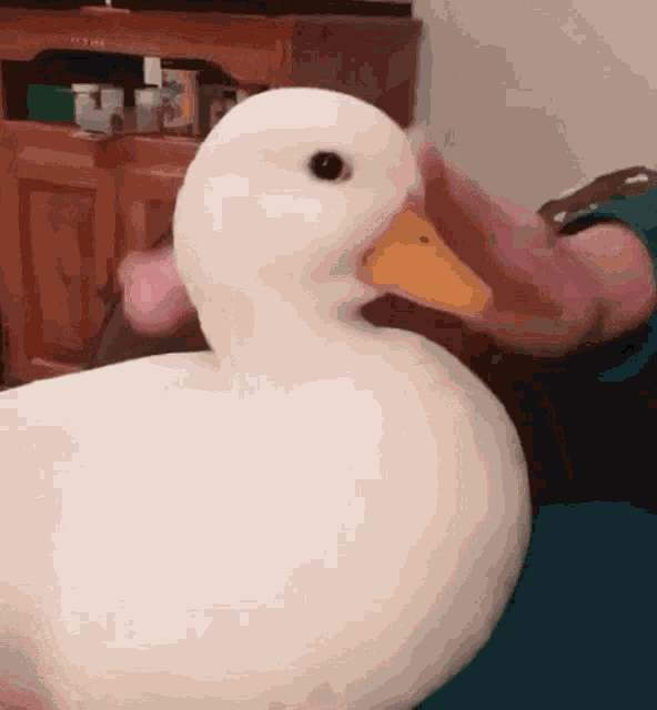 Duck GIF