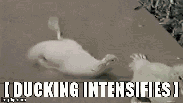 Ducking Intensifies - Ducking GIF